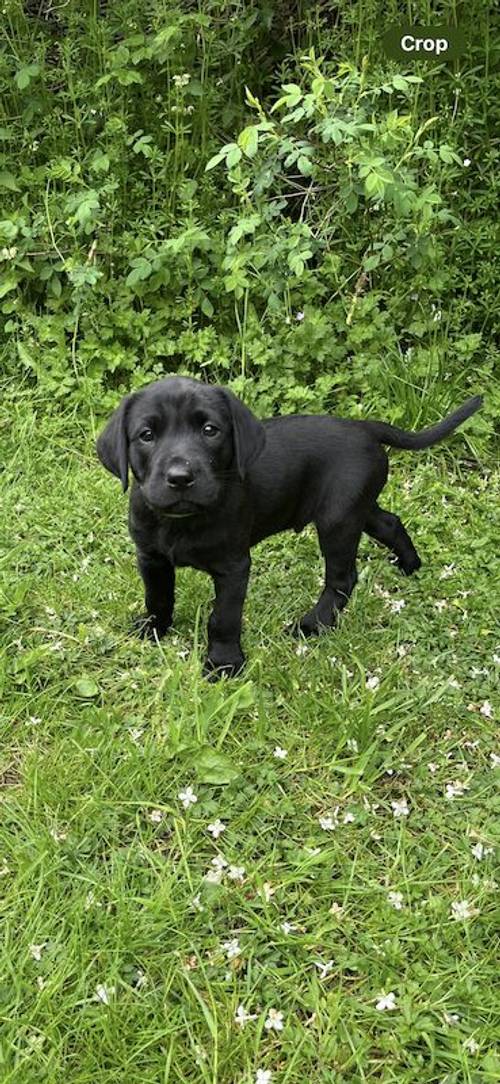 7 Kennel Club Registered puppies for sale in Wrexham - Image 2