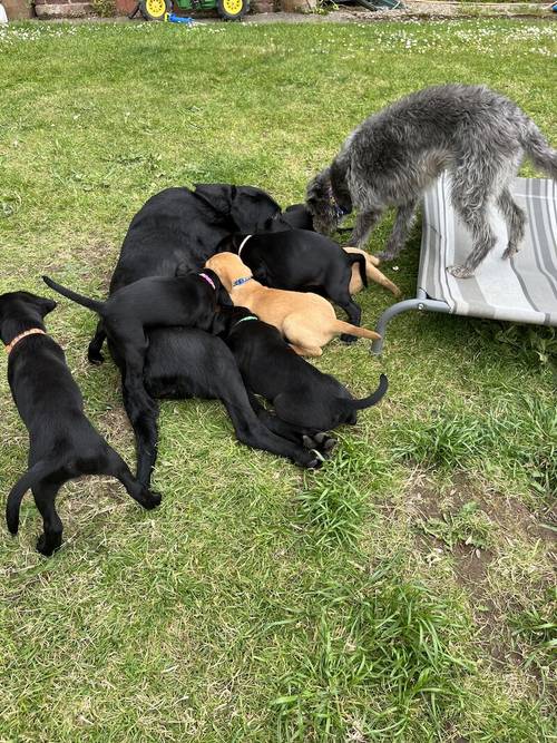 7 Kennel Club Registered puppies for sale in Wrexham - Image 3