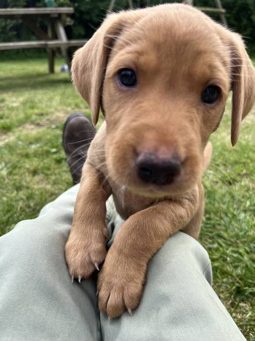 7 Kennel Club Registered puppies for sale in Wrexham - Image 5