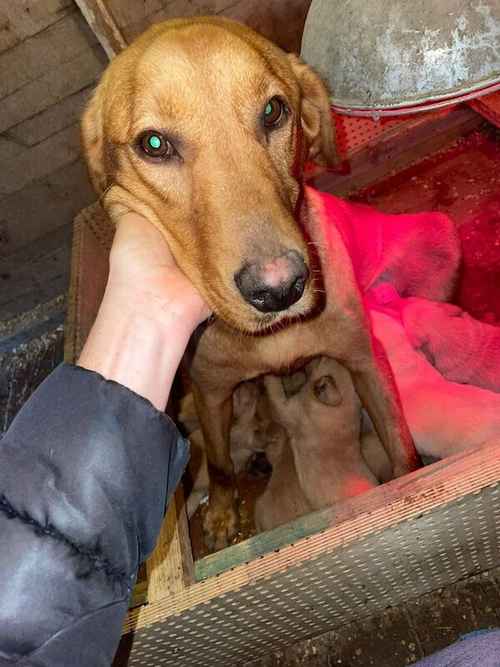 7 Labrador Puppies4girls 3 Boys For Sale in Accrington, Lancashire