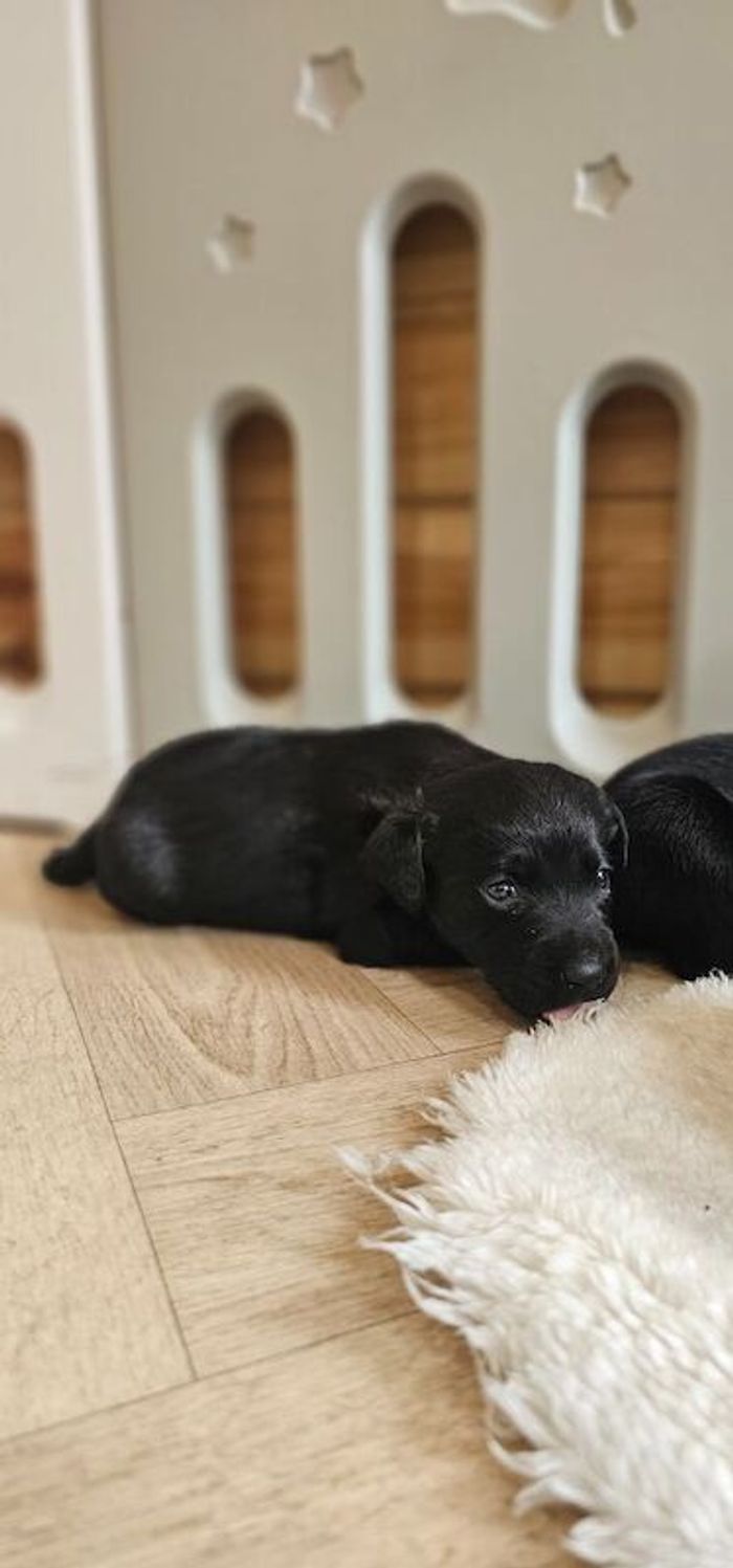Labrador Retriever puppies for sale in Gainsborough, Lincolnshire – 4 weeks old - Image 10 of 14