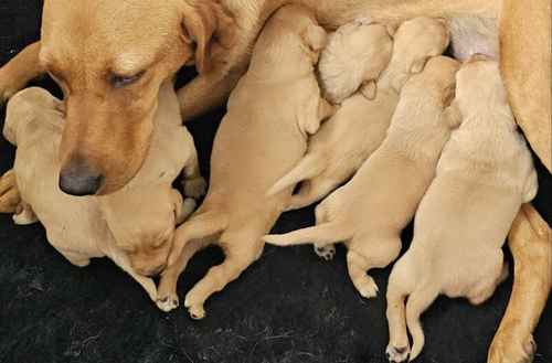 7 STUNNING FOX RED KC REGISTERED LABRADORS Doncaster (show map) 18 hours for sale in Gringley on the Hill, Nottinghamshire