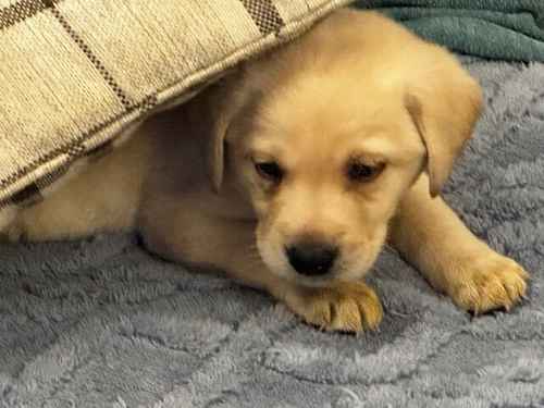 7 Stunning Golden/Yellow Labrador Pups for sale in Carmarthen/Caerfyrddin, Carmarthenshire