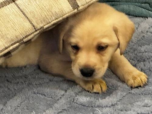 7 Stunning Golden/Yellow Labrador Pups for sale in Carmarthen/Caerfyrddin, Carmarthenshire - Image 1