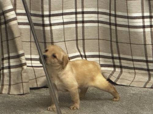 7 Stunning Golden/Yellow Labrador Pups for sale in Carmarthen/Caerfyrddin, Carmarthenshire - Image 3