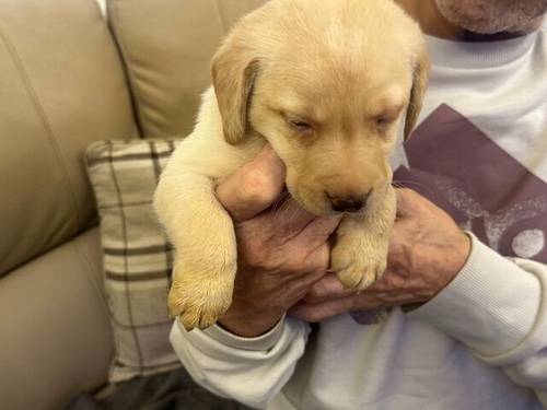 7 Stunning Golden/Yellow Labrador Pups for sale in Carmarthen/Caerfyrddin, Carmarthenshire - Image 6