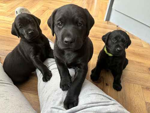 STUNNING KC REGISTERED BLACK LABRADOR BOYS for sale in Newcastle upon Tyne, Tyne and Wear