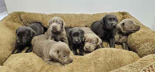 7 STUNNING SILVER AND CHARCOAL KC LABRADORS for sale in Doncaster, South Yorkshire