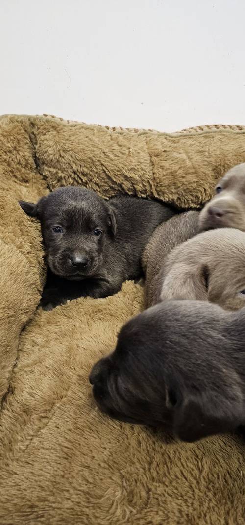 7 STUNNING SILVER AND CHARCOAL KC LABRADORS for sale in Doncaster, South Yorkshire - Image 3