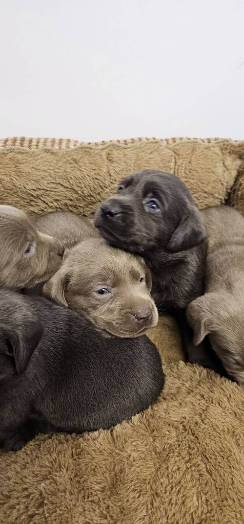 7 STUNNING SILVER AND CHARCOAL KC LABRADORS for sale in Doncaster, South Yorkshire - Image 6
