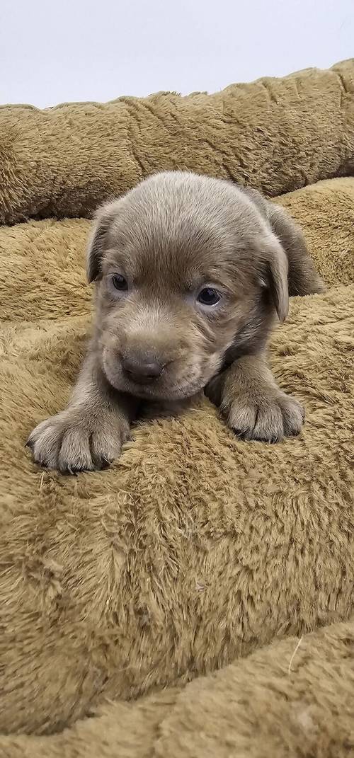 7 STUNNING SILVER AND CHARCOAL KC LABRADORS for sale in Doncaster, South Yorkshire - Image 10