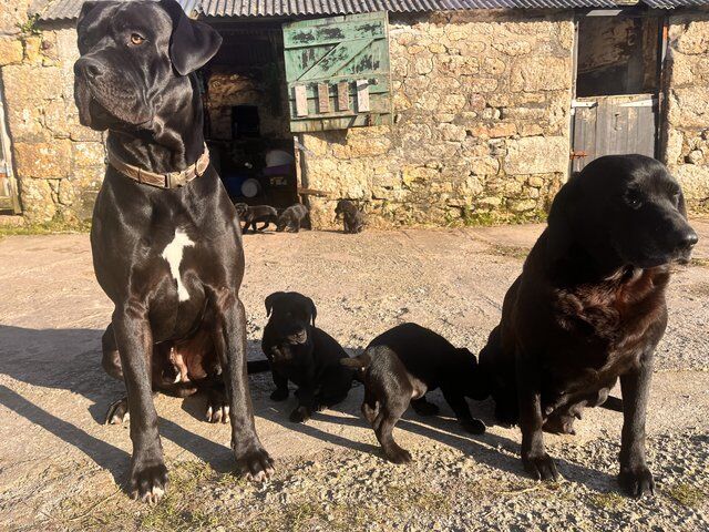 7 Week Old Daniff X Working Labrador For Sale in Penzance Cornwall