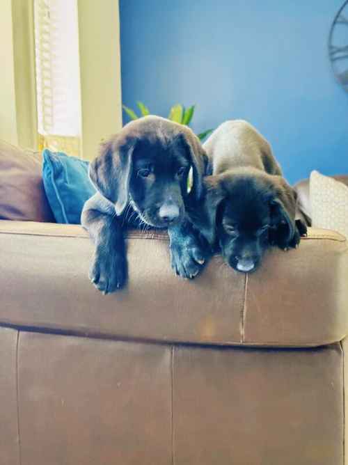 🐾 8 Adorable Black Labrador Puppies Looking for Loving Homes! 🐾 for sale in Lutterworth, Leicestershire