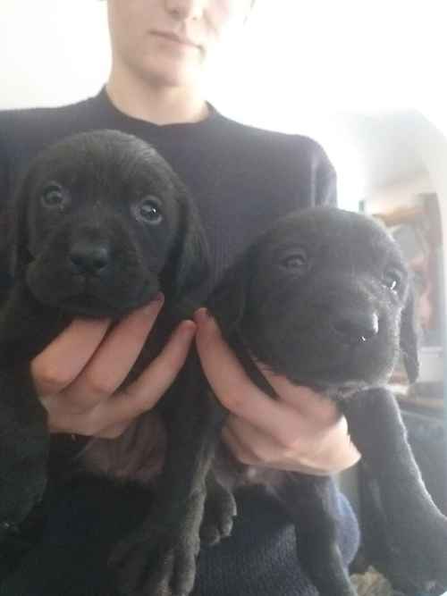 8 Beautiful Black Labradors for sale REDUCED for sale in Denbighshire