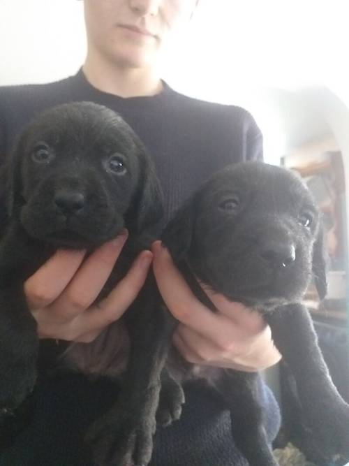 8 Beautiful Black Labradors for sale REDUCED £600 for sale in Denbighshire - Image 1