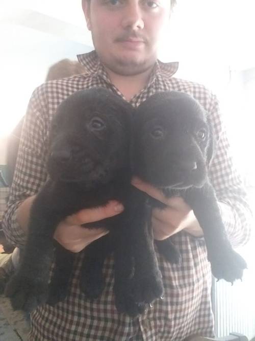 8 Beautiful Black Labradors for sale REDUCED £600 for sale in Denbighshire - Image 2