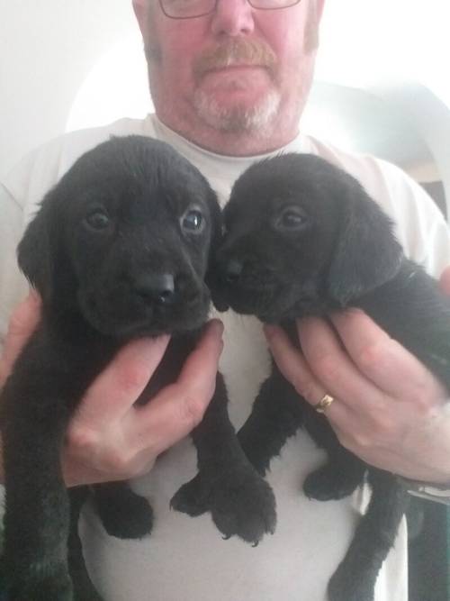 8 Beautiful Black Labradors for sale REDUCED £600 for sale in Denbighshire - Image 3