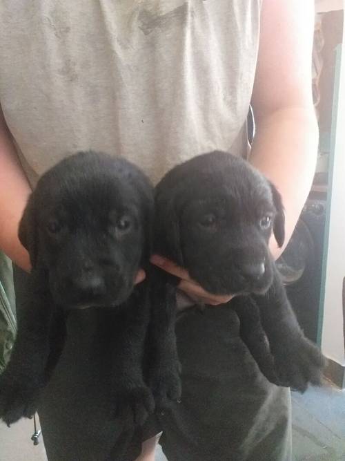 8 Beautiful Black Labradors for sale REDUCED £600 for sale in Denbighshire - Image 4