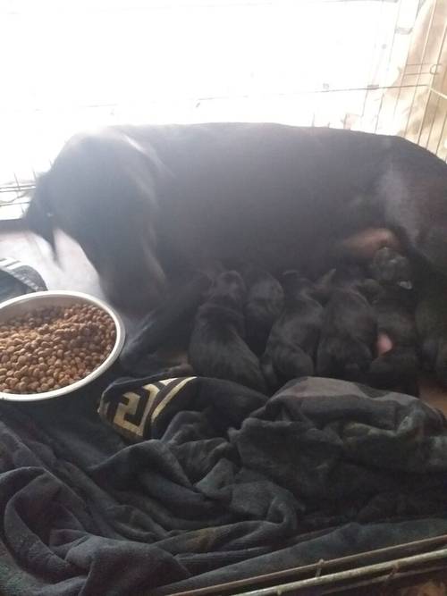 8 Beautiful Black Labradors for sale REDUCED £600 for sale in Denbighshire - Image 5