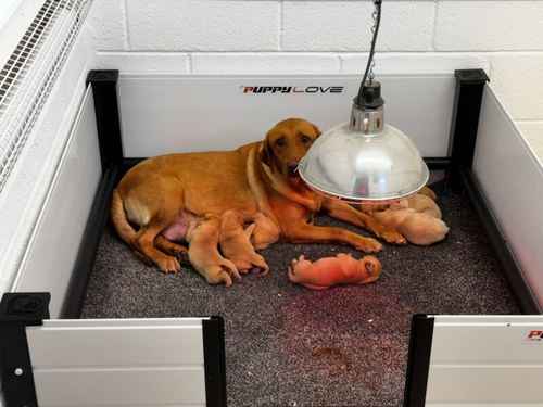 8 Beautiful Fox Red and Yellow Lab Pups for sale in Southampton, Hampshire