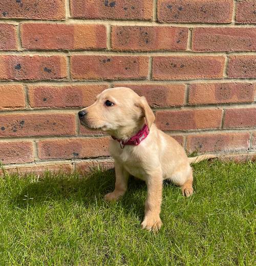BEAUTIFUL FOX RED LABRADOR PUPPY GIRL ( ready to leave now ) for sale in Farnham, Surrey - Image 8