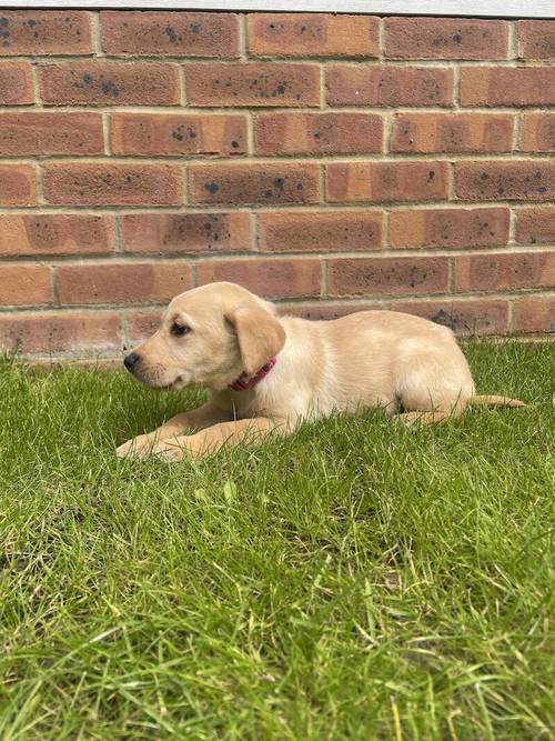 BEAUTIFUL FOX RED LABRADOR PUPPY GIRL ( ready to leave now ) for sale in Farnham, Surrey - Image 7