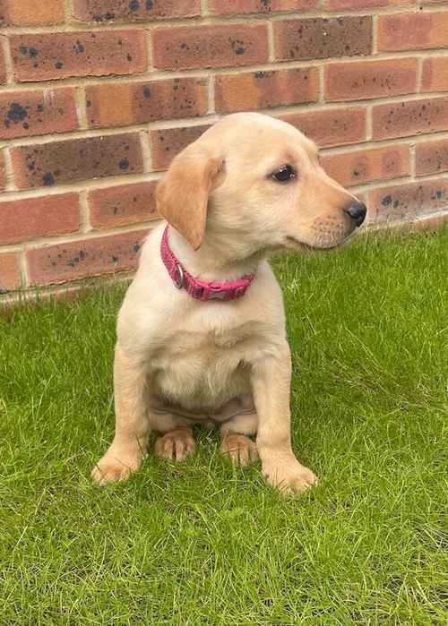 BEAUTIFUL FOX RED LABRADOR PUPPY GIRL ( ready to leave now ) for sale in Farnham, Surrey