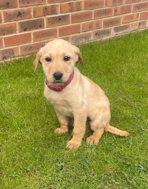 8 BEAUTIFUL FOX RED LABRADOR PUPPIES ( ready to leave now ) for sale in Farnham, Surrey