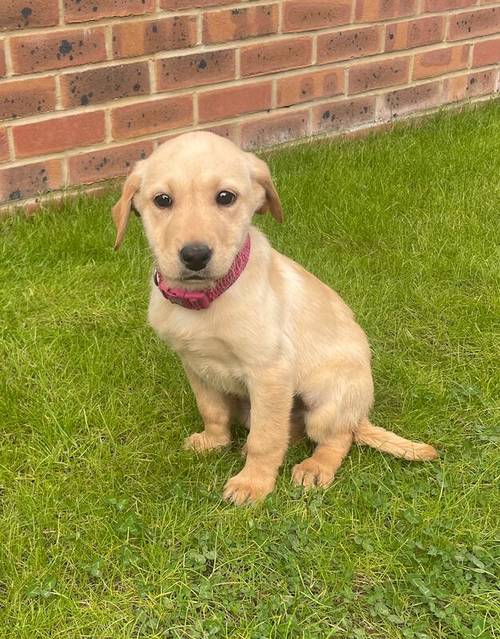 BEAUTIFUL FOX RED LABRADOR PUPPY GIRL ( ready to leave now ) for sale in Farnham, Surrey - Image 2