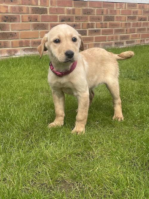 BEAUTIFUL FOX RED LABRADOR PUPPY GIRL ( ready to leave now ) for sale in Farnham, Surrey - Image 9