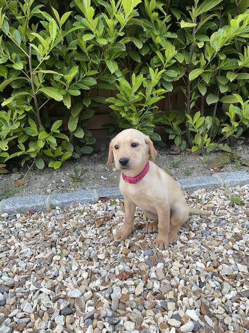 BEAUTIFUL FOX RED LABRADOR PUPPY GIRL ( ready to leave now ) for sale in Farnham, Surrey - Image 11