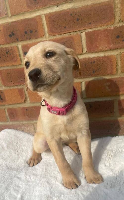 BEAUTIFUL FOX RED LABRADOR PUPPY GIRL ( ready to leave now ) for sale in Farnham, Surrey - Image 3