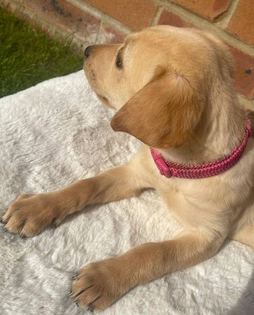 BEAUTIFUL FOX RED LABRADOR PUPPY GIRL ( ready to leave now ) for sale in Farnham, Surrey - Image 4