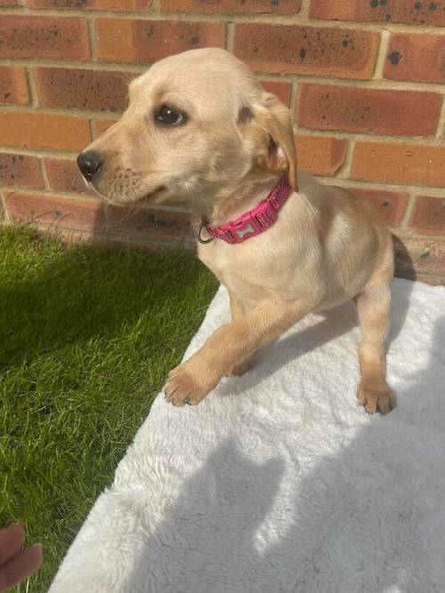 BEAUTIFUL FOX RED LABRADOR PUPPY GIRL ( ready to leave now ) for sale in Farnham, Surrey - Image 5