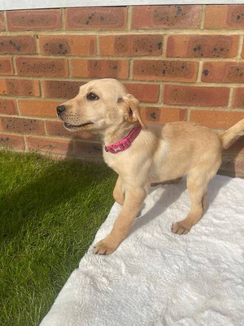 BEAUTIFUL FOX RED LABRADOR PUPPY GIRL ( ready to leave now ) for sale in Farnham, Surrey - Image 6