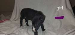8 gorgeous lab pups looking for their forever homes for sale in Burnley, Lancashire | Image 2