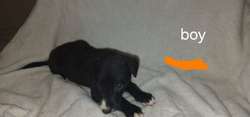 8 gorgeous lab pups looking for their forever homes for sale in Burnley, Lancashire | Image 3