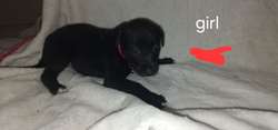 8 gorgeous lab pups looking for their forever homes for sale in Burnley, Lancashire | Image 4