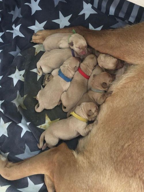 8 KC registered, Fox red Labrador puppies for sale in Buckingham, Buckinghamshire