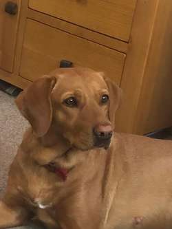8 KC registered, Fox red Labrador puppies for sale in Buckingham, Buckinghamshire | Image 2