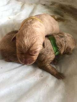 8 KC registered, Fox red Labrador puppies for sale in Buckingham, Buckinghamshire | Image 3
