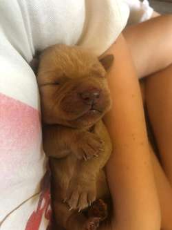 8 KC registered, Fox red Labrador puppies for sale in Buckingham, Buckinghamshire | Image 4
