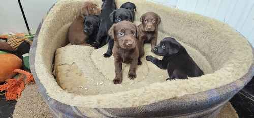 8 labrador puppies for sale in Doncaster, South Yorkshire