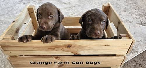8 labrador puppies for sale in Doncaster, South Yorkshire - Image 2