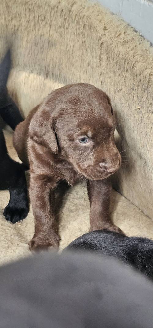 8 labrador puppies for sale in Doncaster, South Yorkshire - Image 4