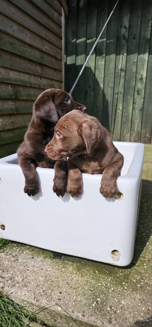 8 labrador puppies for sale in Doncaster, South Yorkshire - Image 7