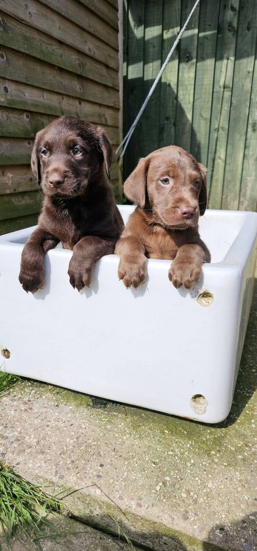 8 labrador puppies for sale in Doncaster, South Yorkshire - Image 8
