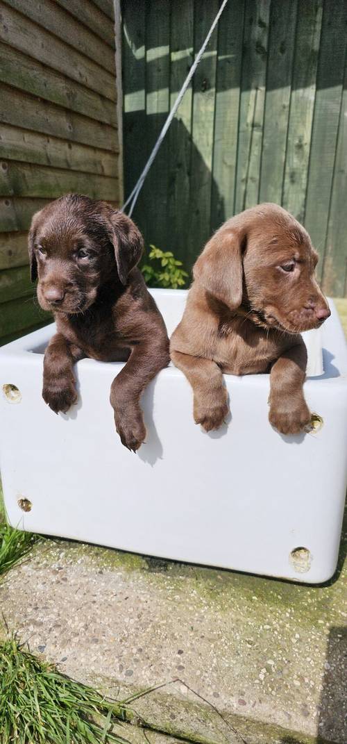 8 labrador puppies for sale in Doncaster, South Yorkshire - Image 9