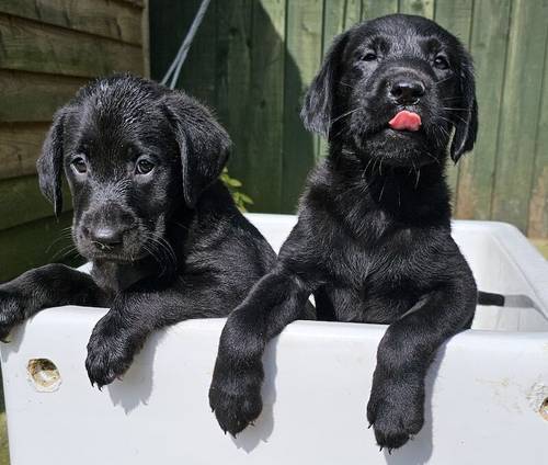 8 labrador puppies for sale in Doncaster, South Yorkshire - Image 10