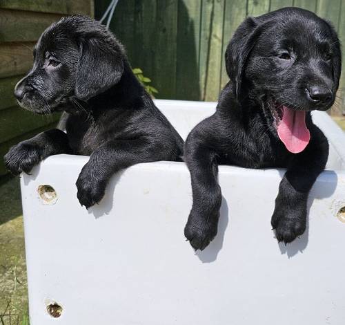 8 labrador puppies for sale in Doncaster, South Yorkshire - Image 11